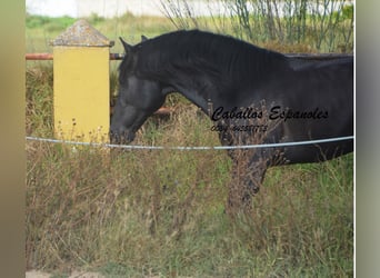 PRE, Hengst, 4 Jaar, 163 cm, Zwartschimmel