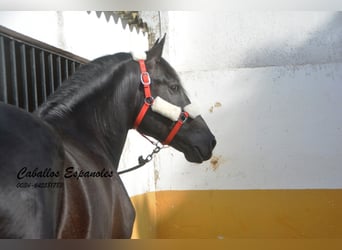 PRE, Hengst, 4 Jaar, 163 cm, Zwartschimmel