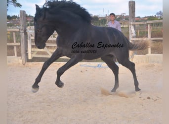 PRE, Hengst, 4 Jaar, 163 cm, Zwartschimmel