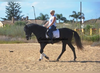 PRE, Hengst, 4 Jaar, 163 cm, Zwartschimmel