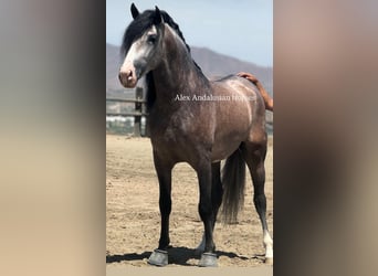 PRE Mix, Hengst, 4 Jaar, 164 cm, Appelschimmel