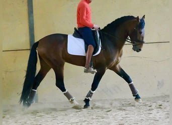 PRE Mix, Hengst, 4 Jaar, 164 cm, Bruin