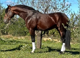 PRE Mix, Hengst, 4 Jaar, 164 cm, Donkerbruin