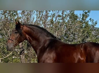 PRE Mix, Hengst, 4 Jaar, 164 cm, Donkerbruin