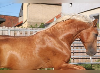 PRE Mix, Hengst, 4 Jaar, 164 cm, Palomino