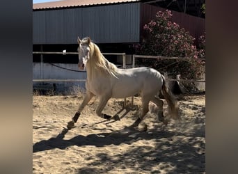 PRE, Hengst, 4 Jaar, 164 cm, Perlino