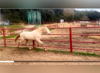 PRE Mix, Hengst, 4 Jaar, 164 cm, Perlino