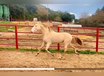 PRE Mix, Hengst, 4 Jaar, 164 cm, Perlino