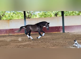 PRE, Hengst, 4 Jaar, 164 cm, Schimmel