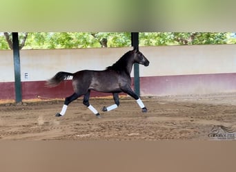 PRE, Hengst, 4 Jaar, 164 cm, Schimmel