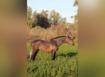 PRE, Hengst, 4 Jaar, 164 cm, Schimmel