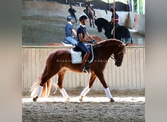 PRE Mix, Hengst, 4 Jaar, 164 cm, Vos