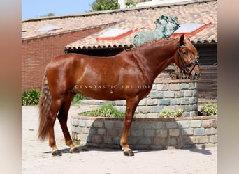 PRE Mix, Hengst, 4 Jaar, 164 cm, Vos