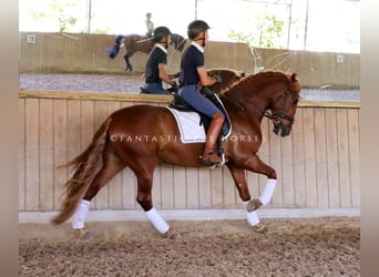 PRE Mix, Hengst, 4 Jaar, 164 cm, Vos
