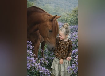 PRE, Hengst, 4 Jaar, 164 cm, Vos