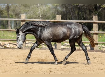 PRE, Hengst, 4 Jaar, 164 cm, Zwartschimmel