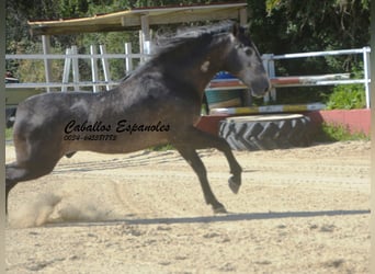 PRE Mix, Hengst, 4 Jaar, 164 cm, Zwartschimmel