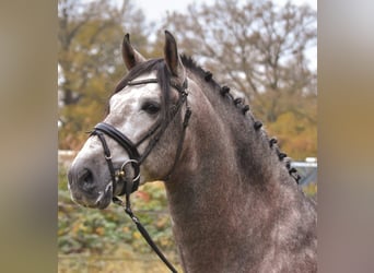 PRE, Hengst, 4 Jaar, 165 cm, Blauwschimmel