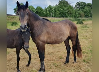 PRE Mix, Hengst, 4 Jaar, 165 cm, Brown Falb schimmel
