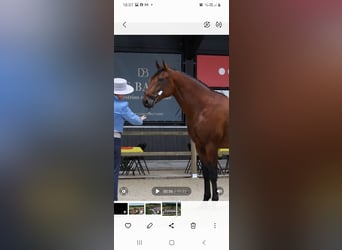 PRE, Hengst, 4 Jaar, 165 cm, Bruin