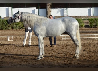 PRE, Hengst, 4 Jaar, 165 cm, Bruin