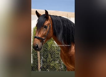 PRE Mix, Hengst, 4 Jaar, 165 cm, Bruin