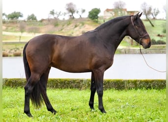 PRE Mix, Hengst, 4 Jaar, 165 cm, Bruin