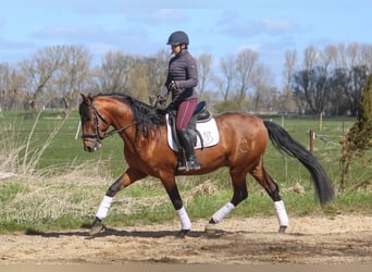 PRE Mix, Hengst, 4 Jaar, 165 cm, Bruin