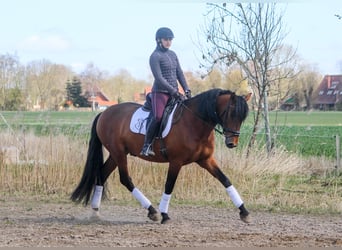 PRE Mix, Hengst, 4 Jaar, 165 cm, Bruin