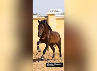 PRE Mix, Hengst, 4 Jaar, 165 cm, Bruin