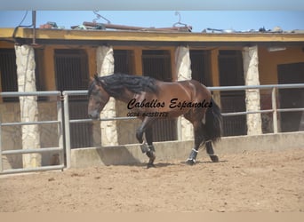 PRE Mix, Hengst, 4 Jaar, 165 cm, Bruin