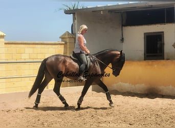 PRE Mix, Hengst, 4 Jaar, 165 cm, Bruin
