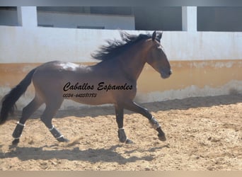 PRE Mix, Hengst, 4 Jaar, 165 cm, Bruin
