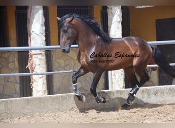 PRE Mix, Hengst, 4 Jaar, 165 cm, Bruin