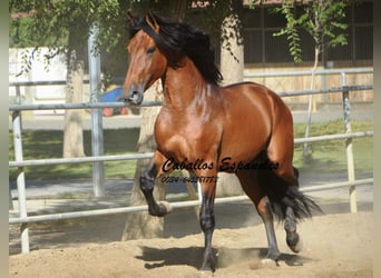 PRE, Hengst, 4 Jaar, 165 cm, Bruin