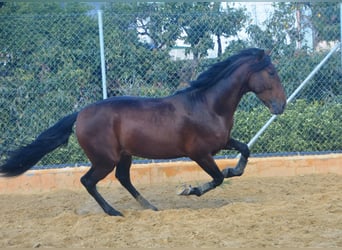 PRE, Hengst, 4 Jaar, 165 cm, Bruin