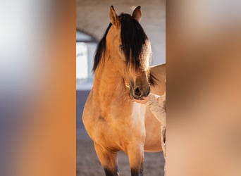 PRE Mix, Hengst, 4 Jaar, 165 cm, Buckskin