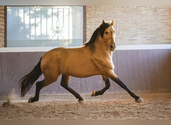 PRE Mix, Hengst, 4 Jaar, 165 cm, Buckskin