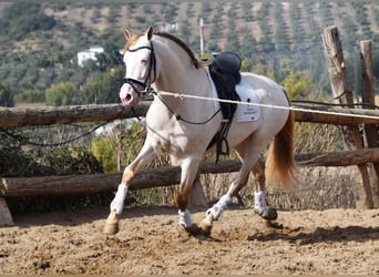 PRE, Hengst, 4 Jaar, 165 cm, Pearl