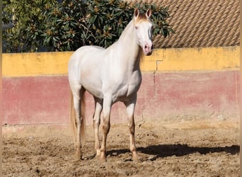 PRE, Hengst, 4 Jaar, 165 cm, Pearl