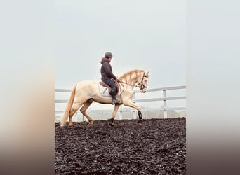 PRE, Hengst, 4 Jaar, 165 cm, Perlino