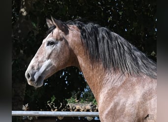 PRE Mix, Hengst, 4 Jaar, 165 cm, Rood schimmel