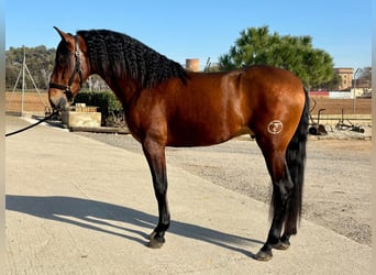 PRE Mix, Hengst, 4 Jaar, 165 cm, Roodbruin