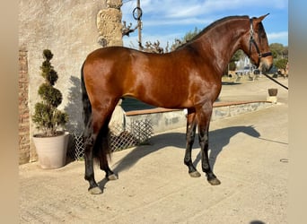 PRE Mix, Hengst, 4 Jaar, 165 cm, Roodbruin