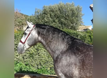 PRE Mix, Hengst, 4 Jaar, 165 cm, Schimmel