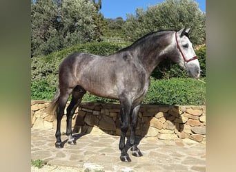 PRE Mix, Hengst, 4 Jaar, 165 cm, Schimmel