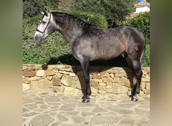 PRE Mix, Hengst, 4 Jaar, 165 cm, Schimmel
