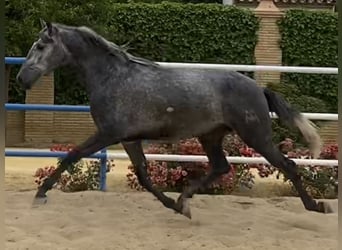 PRE Mix, Hengst, 4 Jaar, 165 cm, Schimmel
