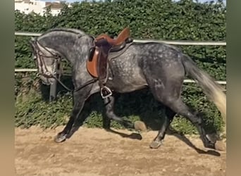 PRE Mix, Hengst, 4 Jaar, 165 cm, Schimmel