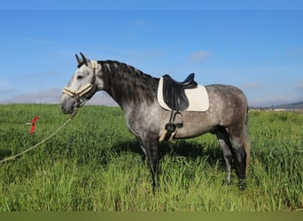 PRE Mix, Hengst, 4 Jaar, 165 cm, Schimmel